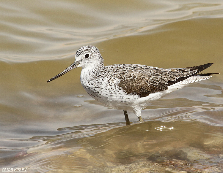    Common Greenshank Tringa nebularia km 20 salt ponds, Eilat, Israel 17-03-12